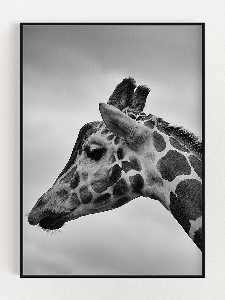 Wild Majesty Giraf Poster