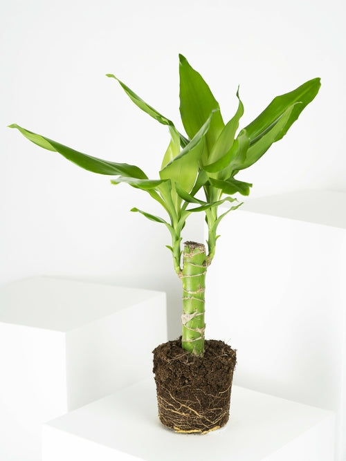 Drachenbaum Palo de Agua