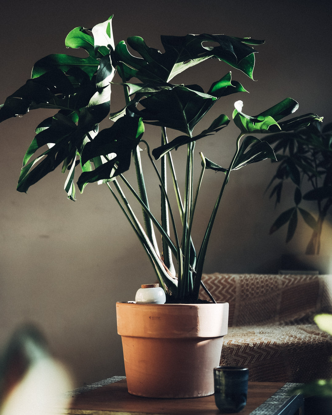 Cream Self-Watering Pot