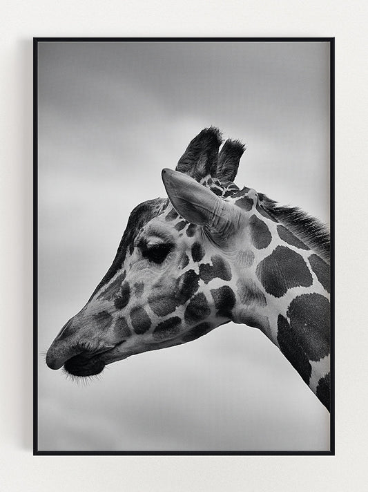 Wild Majesty Giraf Poster